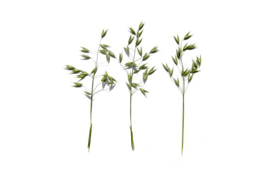 Check: Oats witout and with S92