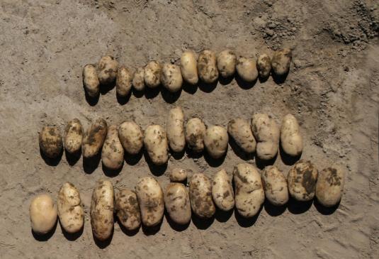 Check: Potatoes witout and with S92